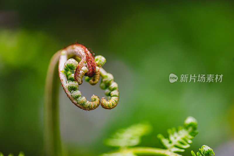 蕨类植物的Macrophotography Shots